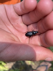 Pterostichus amethystinus