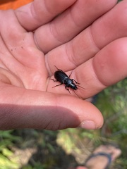Pterostichus amethystinus