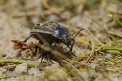 Pilobalia decorata