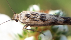 Scythris limbella