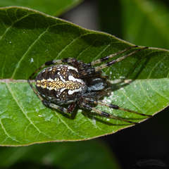 Neoscona oaxacensis