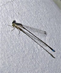 Argentagrion ambiguum