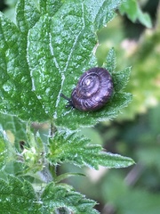 Trochulus striolatus