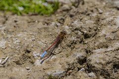 Protallagma titicacae