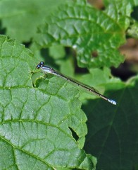Acanthagrion lancea