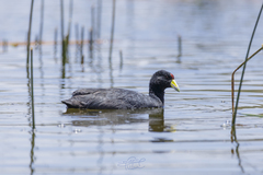 Fulica ardesiaca