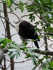 Alopecoenas xanthonurus