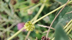 Ranunculus propinquus