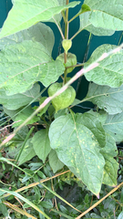 Alkekengi officinarum