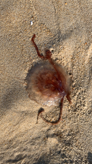 Pelagiidae