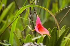 Masdevallia veitchiana