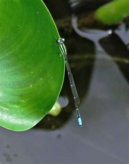 Acanthagrion lancea