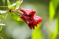 Bomarea formosissima