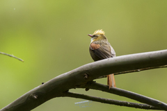 Cranioleuca albicapilla