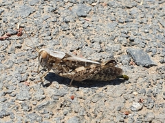 Calliptamus barbarus