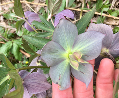 Helleborus purpurascens