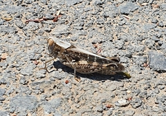 Calliptamus barbarus