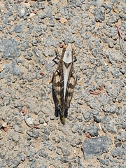 Calliptamus barbarus