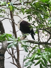 Alopecoenas xanthonurus