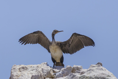 Leucocarbo bougainvillii