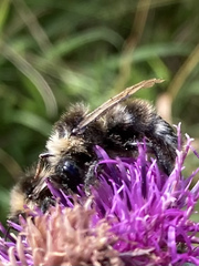 Bombus campestris