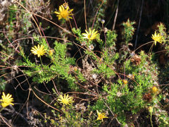 Euryops ursinoides
