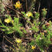 Euryops ursinoides - Photo (c) Roland Morisse, some rights reserved (CC BY-NC), uploaded by Roland Morisse