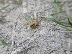 Pachytrachis gracilis