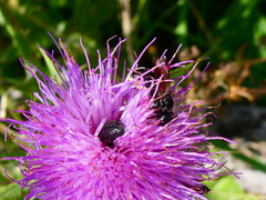 Oxythyrea funesta