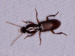 Stenomorphus