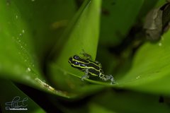 Ranitomeya variabilis