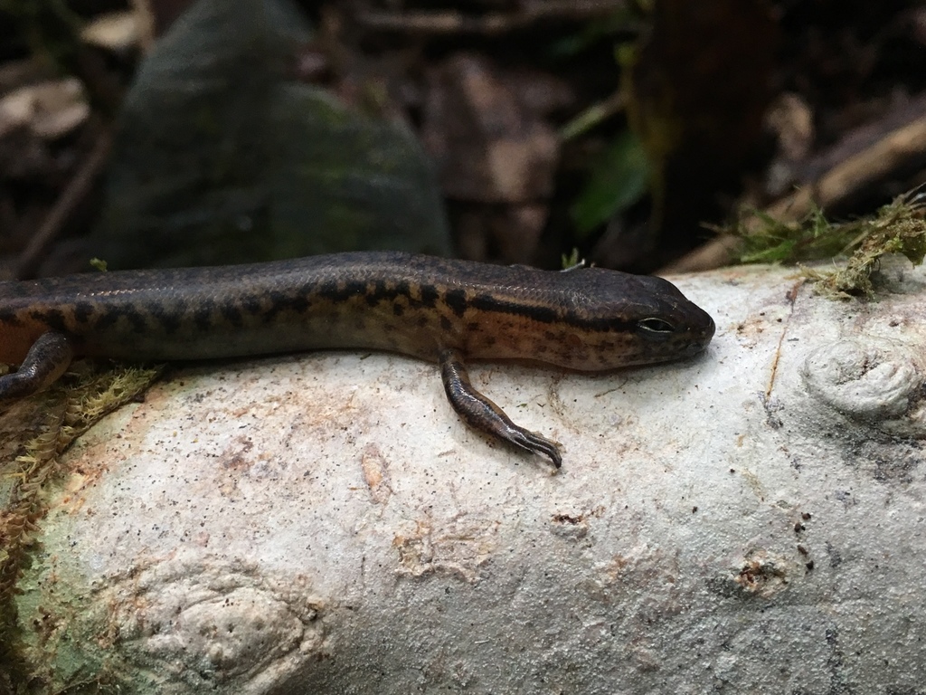 Malayan forest Skink