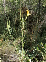 Oenothera longissima