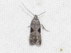 Aristotelia isopelta