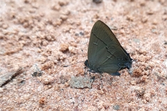 Calycopis bellera