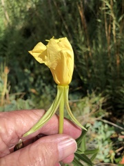 Oenothera longissima