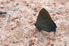 Calycopis bellera