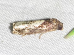 Epiblema dorsisuffusana