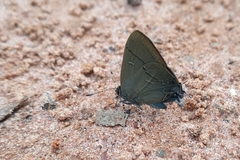 Calycopis bellera