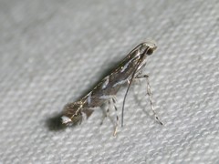 Parectopa pennsylvaniella