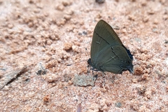 Calycopis bellera