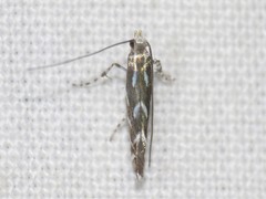 Parectopa pennsylvaniella