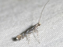 Parectopa pennsylvaniella