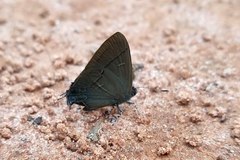 Calycopis bellera