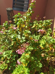 Pelargonium × hybridum
