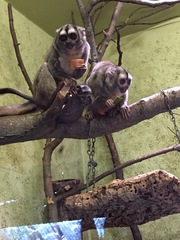 Aotus lemurinus