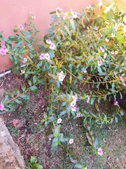 Catharanthus roseus