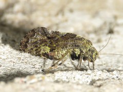 Lichenomima sparsa