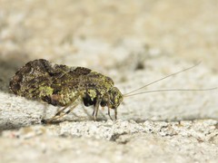 Lichenomima sparsa