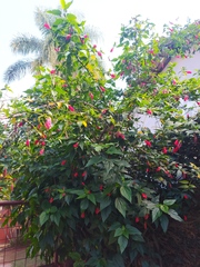Malvaviscus arboreus